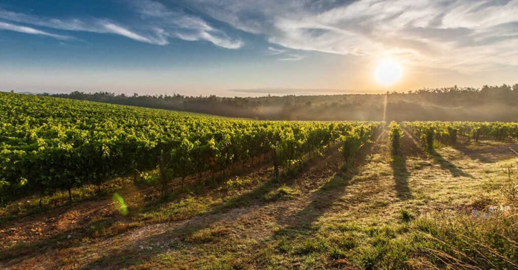 tuscany-grape-field-nature-51947-51947 A breathtaking view of a vineyard in Tuscany with the sun rising, casting long shadows.