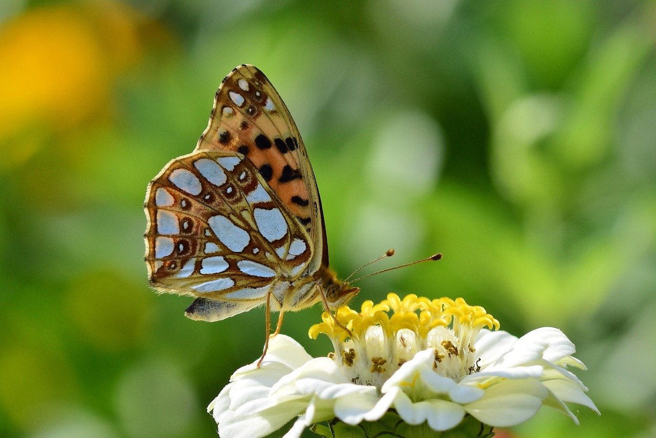 butterfly, fritillary, blossom, bloom, zinnia, garden, summer, nature, butterfly, butterfly, summer, summer, summer, summer, summer